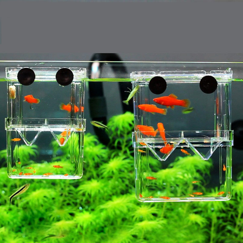 Pauw Vis Fokken Isolatie Box A - Betta Fish Tank recensie en prijs